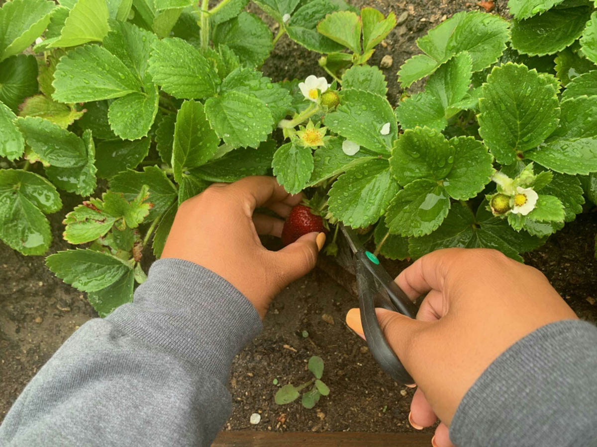 berry-harvest-action-shot-4-38555A179-1123-065E-FCC7-874CB5B77767.jpg