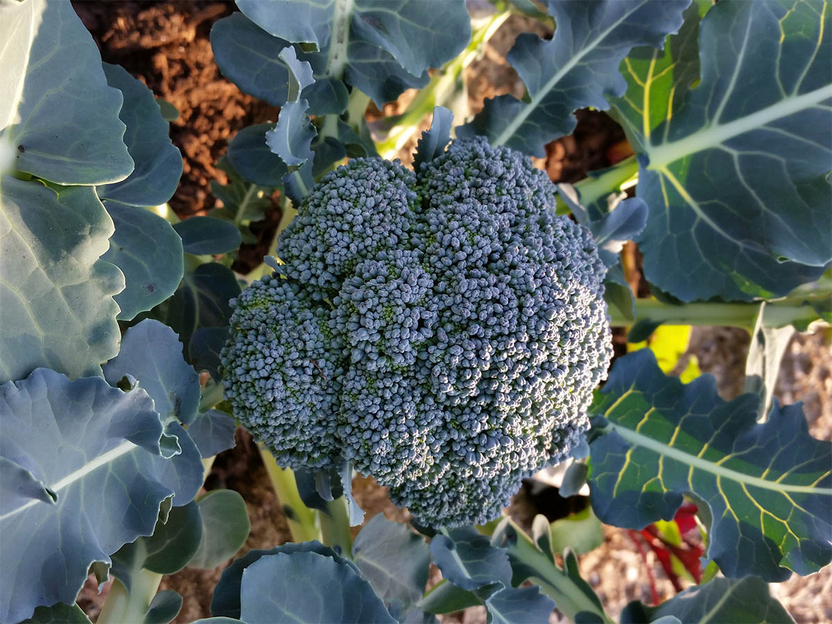 brocoli-4-3629EA62E-AAB9-EC3D-6244-A4116066F465.jpg