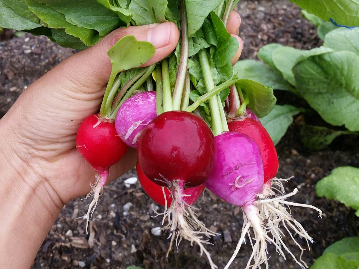 radishes-4-35B44844F-2BFD-85AB-5B58-7BC7E934FEF7.jpg