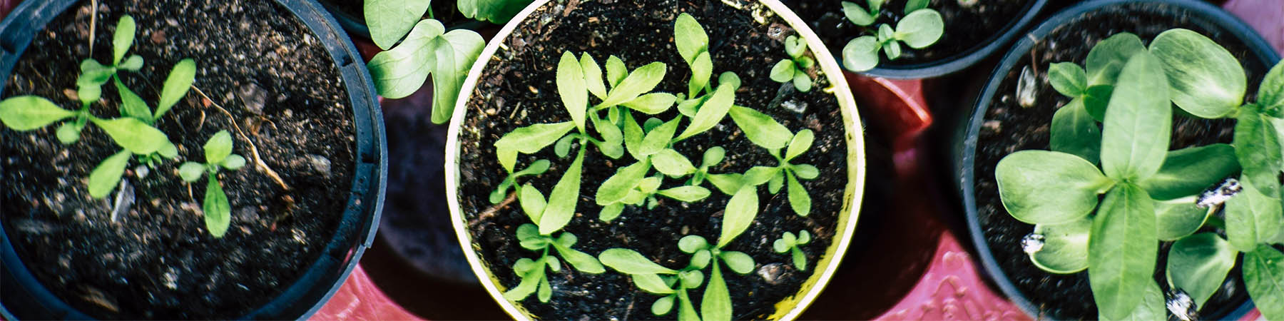 A collection of plotted plants